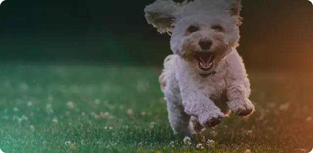 SMS Early Access Back to School