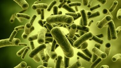 Photo of Bifidobacterium Market Growing at Robust Expansion of the Decade | Garden of Life, General Mills, Du Pont